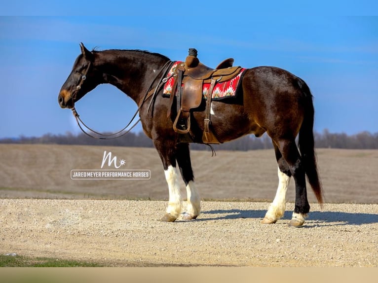 Friesian horses Gelding 10 years 16,1 hh Tobiano-all-colors in Bernard, IA