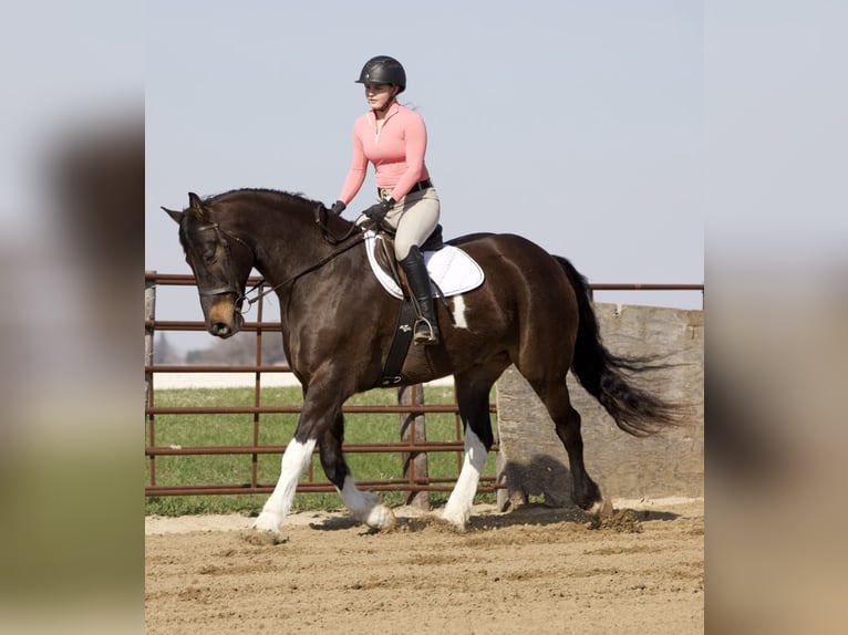 Friesian horses Gelding 10 years 16,1 hh Tobiano-all-colors in Bernard, IA