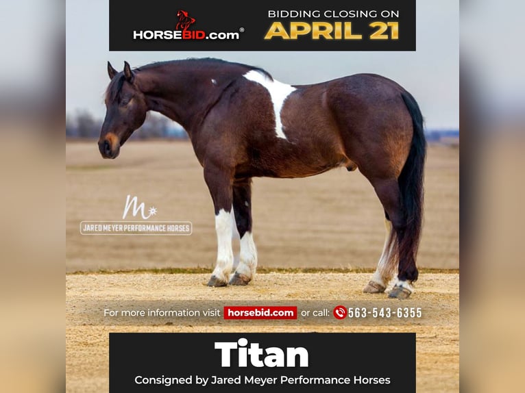 Friesian horses Gelding 10 years 16,1 hh Tobiano-all-colors in Bernard, IA