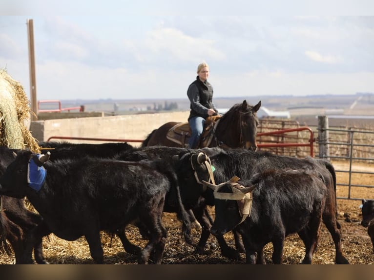 Friesian horses Gelding 10 years 16,1 hh Tobiano-all-colors in Bernard, IA