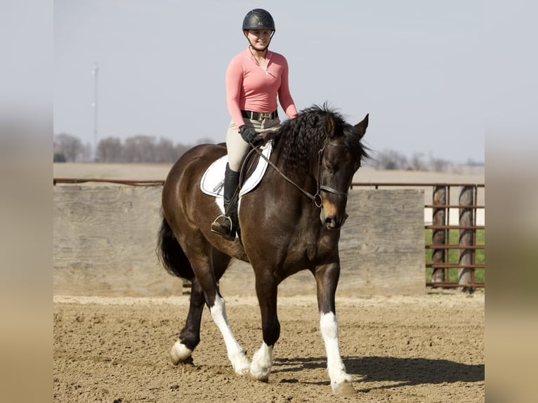 Friesian horses Gelding 10 years 16,1 hh Tobiano-all-colors in Bernard, IA