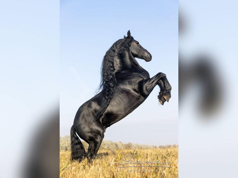 Friesian horses Gelding 10 years 16,2 hh Black in Stroheim