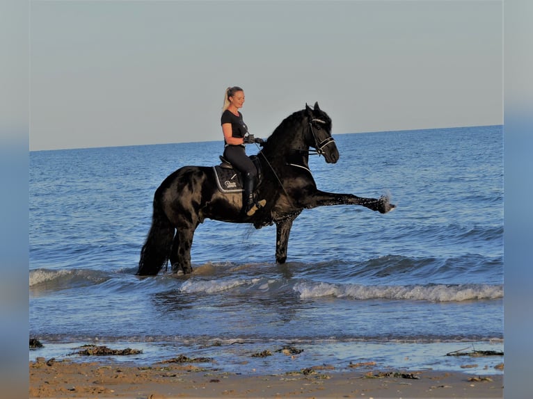 Friesian horses Gelding 10 years 16,2 hh Black in Stroheim