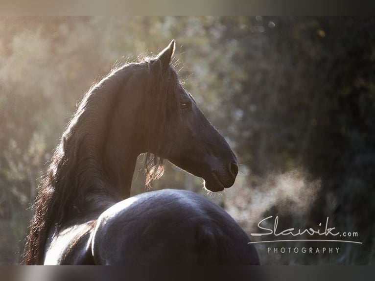 Friesian horses Gelding 10 years 16,2 hh Black in Stroheim