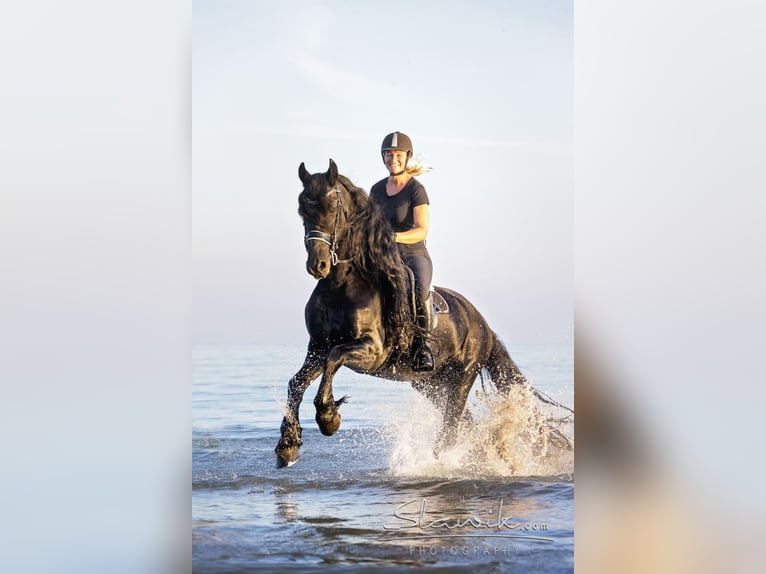 Friesian horses Gelding 10 years 16,2 hh Black in Stroheim