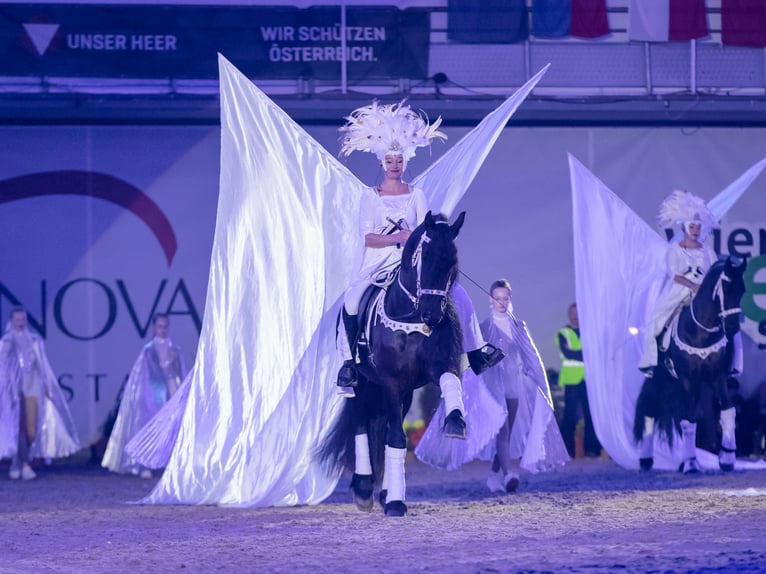 Friesian horses Gelding 10 years 16,2 hh Black in Stroheim