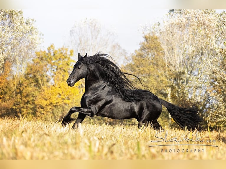 Friesian horses Gelding 10 years 16,2 hh Black in Stroheim