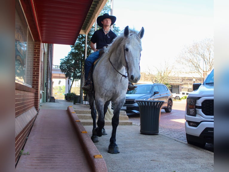 Friesian horses Mix Gelding 10 years 16.2 hh Grey in Rusk