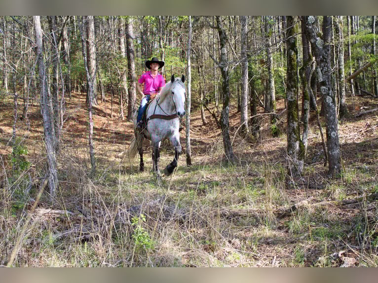 Friesian horses Mix Gelding 10 years 16.2 hh Grey in Rusk
