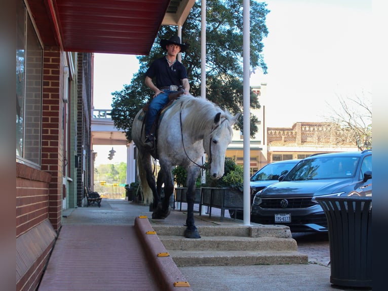 Friesian horses Mix Gelding 10 years 16.2 hh Grey in Rusk