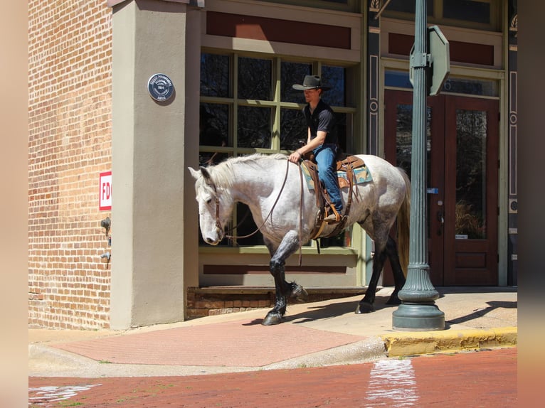 Friesian horses Mix Gelding 10 years 16.2 hh Grey in Rusk