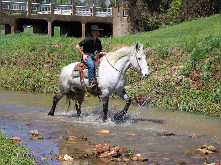 Friesian horses Mix Gelding 10 years 16.2 hh Grey in Rusk