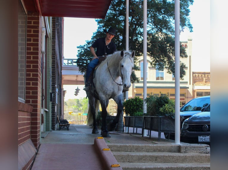 Friesian horses Mix Gelding 10 years 16.2 hh Grey in Rusk