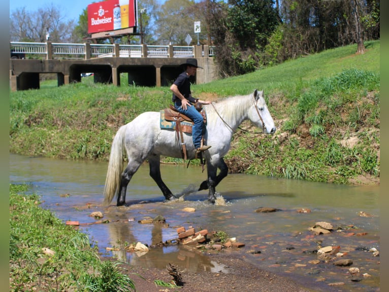 Friesian horses Mix Gelding 10 years 16.2 hh Grey in Rusk
