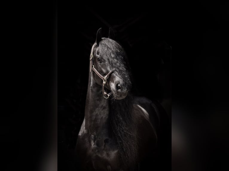 Friesian horses Gelding 10 years 16,3 hh Black in Babylonienbroek