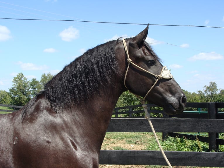 Friesian horses Gelding 10 years 16,3 hh Black in Hillsboro KY
