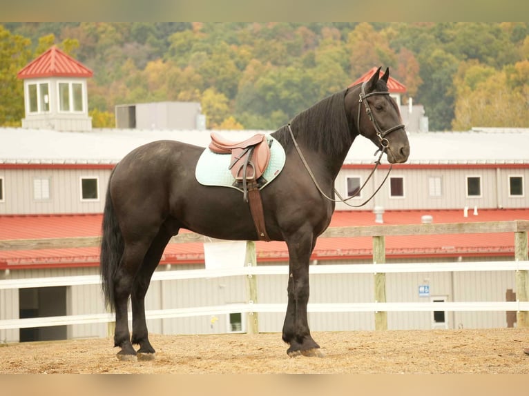Friesian horses Mix Gelding 10 years 16,3 hh Black in Fresno