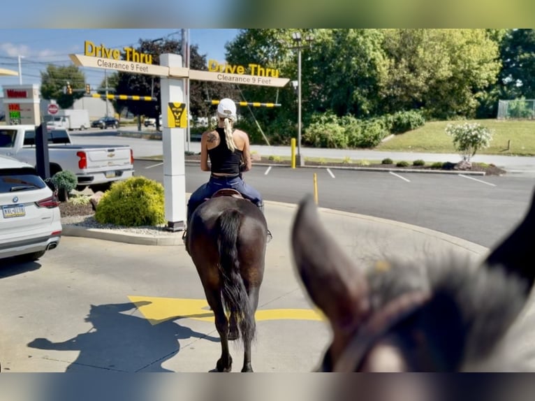 Friesian horses Mix Gelding 10 years 16 hh Bay in Gap, PA