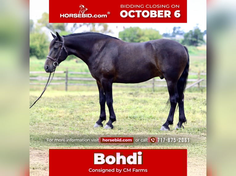 Friesian horses Mix Gelding 10 years 16 hh Bay in Gap, PA