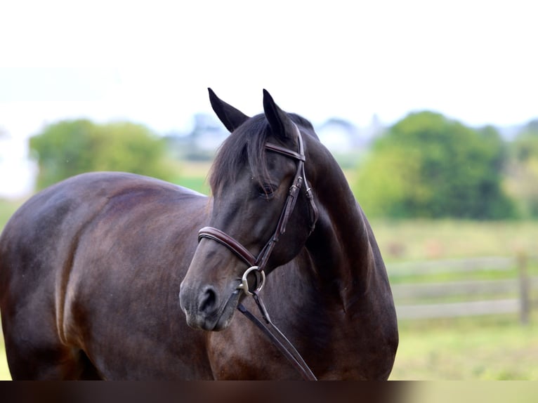 Friesian horses Mix Gelding 10 years 16 hh Bay in Gap, PA