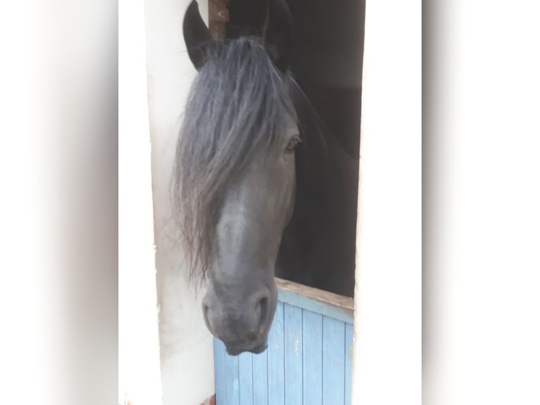 Friesian horses Gelding 10 years 16 hh Black in Rötha