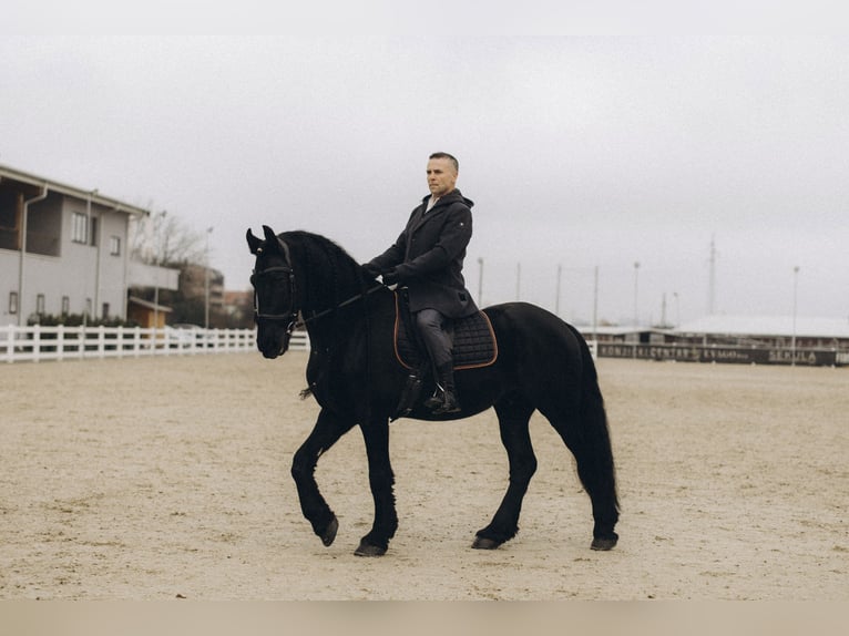 Friesian horses Gelding 10 years 16 hh Black in Stroheim