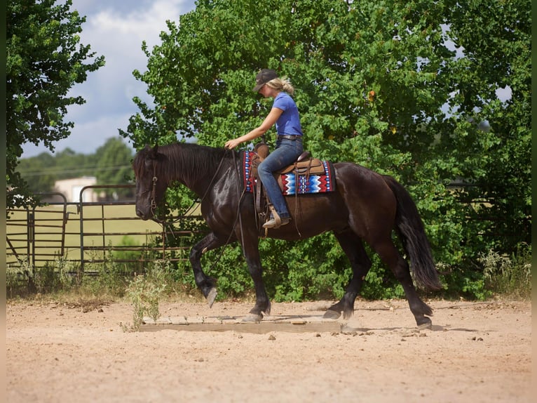 Friesian horses Gelding 10 years 16 hh Black in Huntsville TX