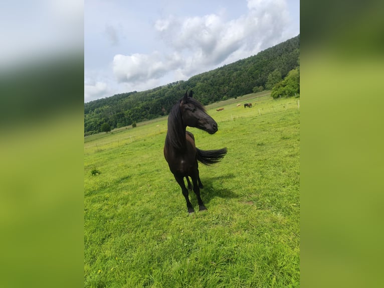 Friesian horses Mix Gelding 10 years 16,1 hh Black in Hohenroda