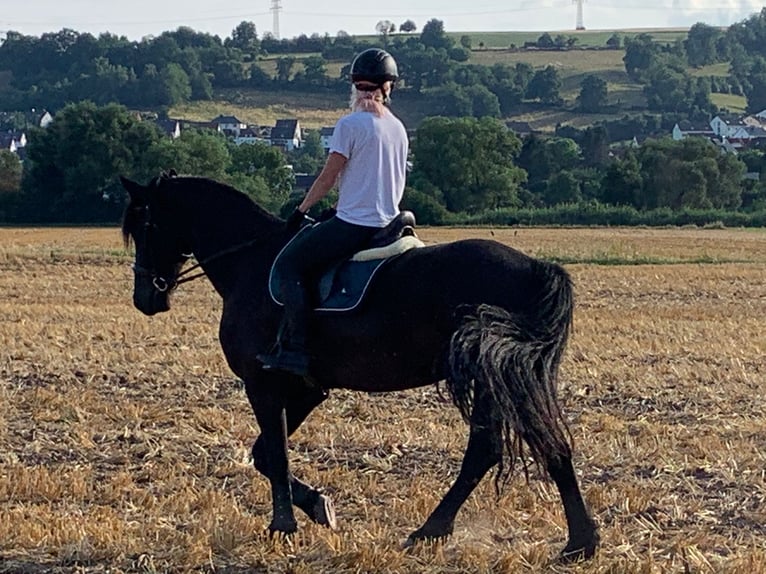 Friesian horses Mix Gelding 10 years 16,1 hh Black in Hohenroda