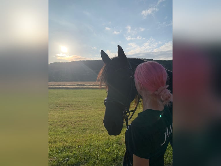 Friesian horses Mix Gelding 10 years 16,1 hh Black in Hohenroda
