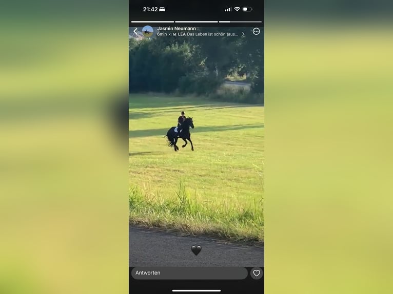 Friesian horses Mix Gelding 10 years 16,1 hh Black in Hohenroda