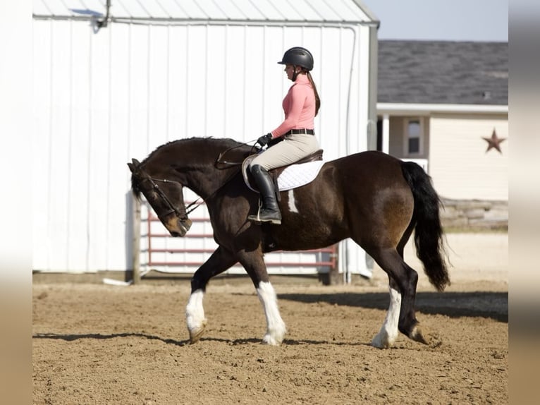 Friesian horses Gelding 10 years 16,1 hh Tobiano-all-colors in Bernard, IA