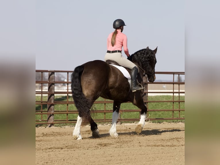 Friesian horses Gelding 10 years 16,1 hh Tobiano-all-colors in Bernard, IA