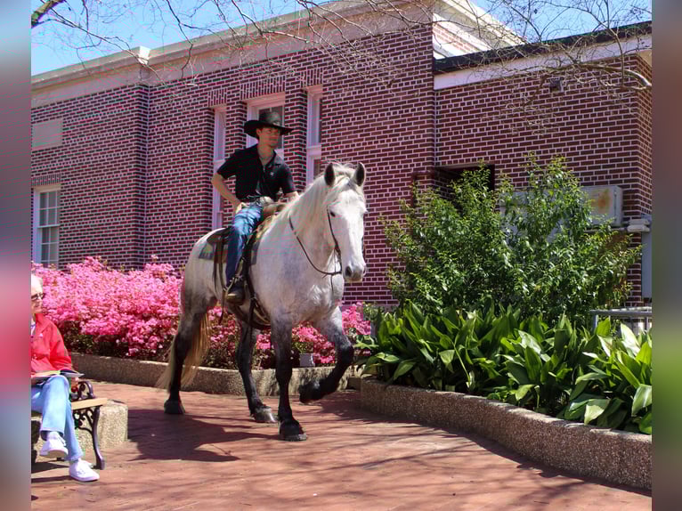Friesian horses Mix Gelding 10 years 16,2 hh Grey in Rusk