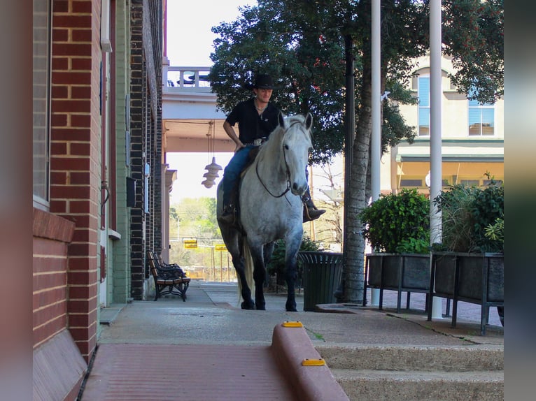 Friesian horses Mix Gelding 10 years 16,2 hh Grey in Rusk