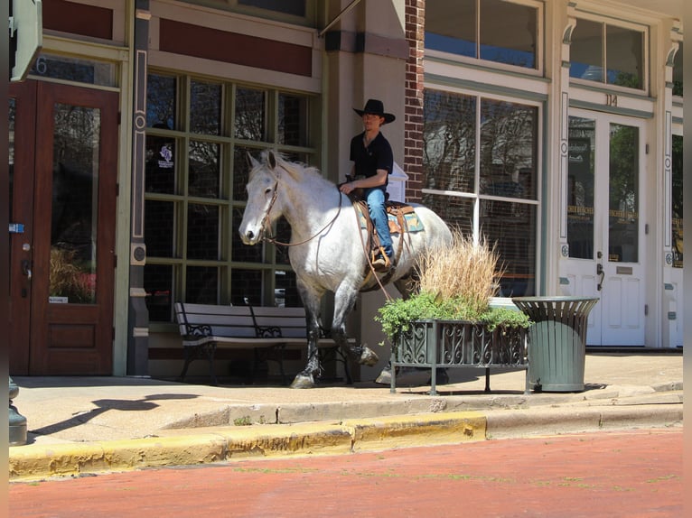 Friesian horses Mix Gelding 10 years 16,2 hh Grey in Rusk