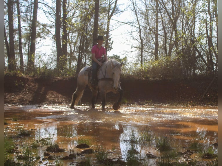 Friesian horses Mix Gelding 10 years 16,2 hh Grey in Rusk