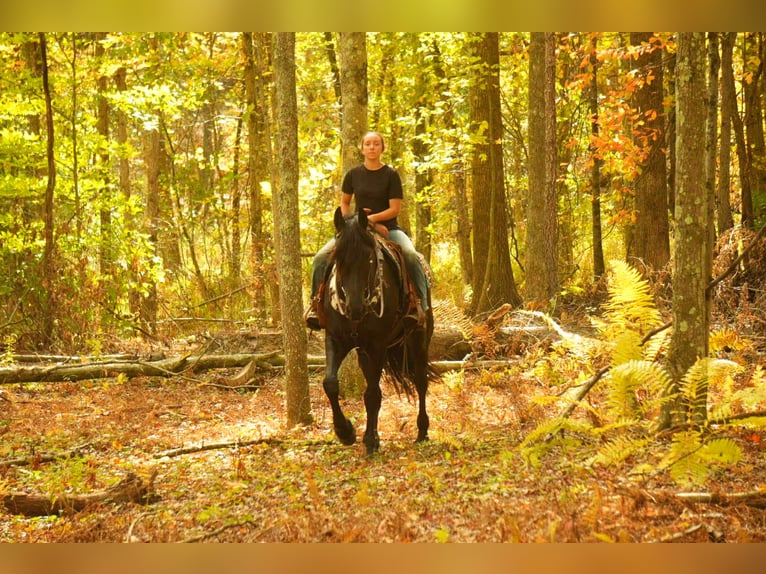 Friesian horses Gelding 10 years 16,3 hh Black in fresno OH