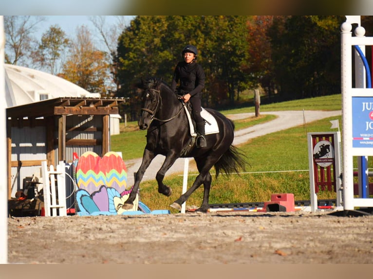 Friesian horses Gelding 10 years 16,3 hh Black in fresno OH