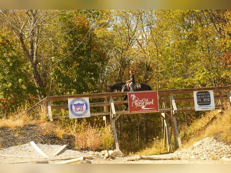 Friesian horses Gelding 10 years 16,3 hh Black in fresno OH