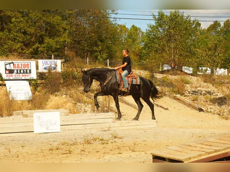Friesian horses Mix Gelding 10 years 16,3 hh Black in Fresno Friesian horses Mix Gelding 10 years 16,3 hh Black in Fresno