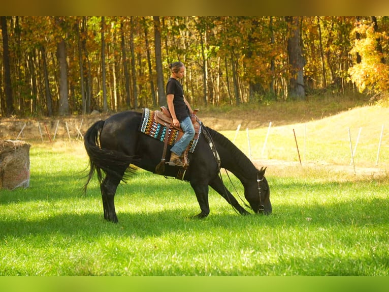 Friesian horses Mix Gelding 10 years 16,3 hh Black in Fresno Friesian horses Mix Gelding 10 years 16,3 hh Black in Fresno