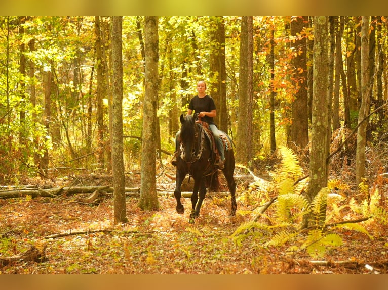 Friesian horses Mix Gelding 10 years 16,3 hh Black in Fresno Friesian horses Mix Gelding 10 years 16,3 hh Black in Fresno