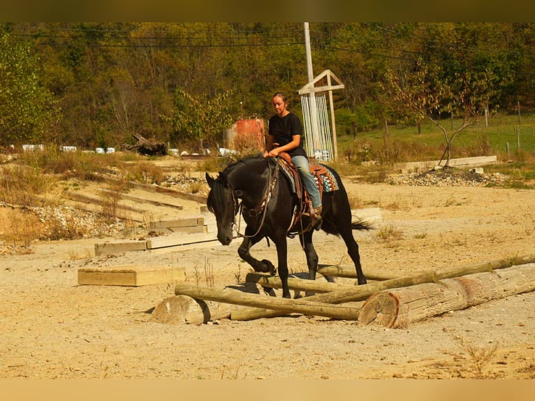 Friesian horses Mix Gelding 10 years 16,3 hh Black in Fresno Friesian horses Mix Gelding 10 years 16,3 hh Black in Fresno