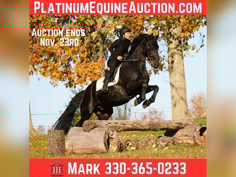 Friesian horses Gelding 10 years 16,3 hh Black in fresno OH