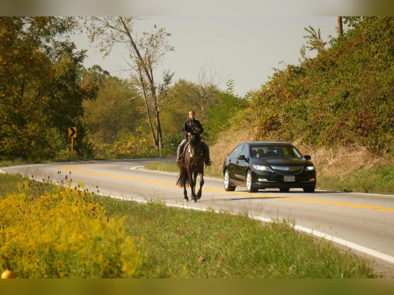 Friesian horses Gelding 10 years 16,3 hh Black in fresno OH