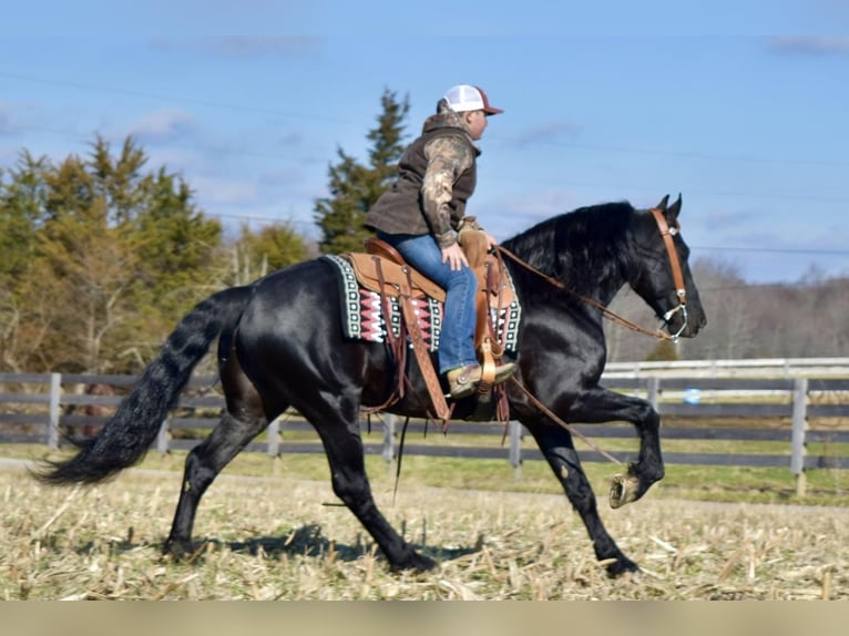 Friesian horses Gelding 10 years Black in Crab Orchard, KY