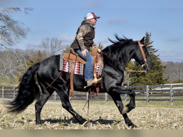 Friesian horses Gelding 10 years Black in Crab Orchard, KY