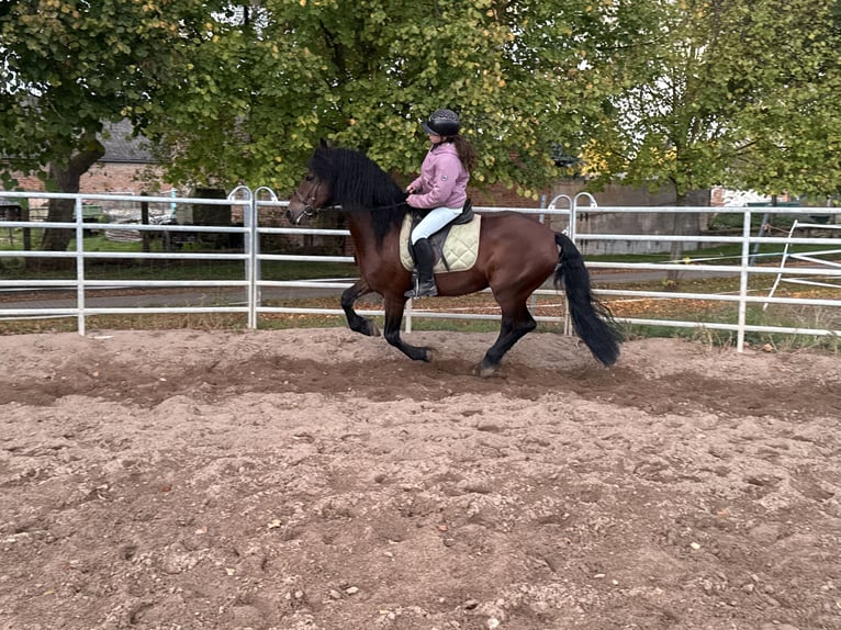 Friesian horses Mix Gelding 11 years 15.1 hh Brown in Freyburg