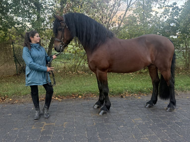 Friesian horses Mix Gelding 11 years 15.1 hh Brown in Freyburg